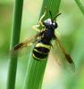 327008 – Photo : Jean-Michel GAREL – France (89)